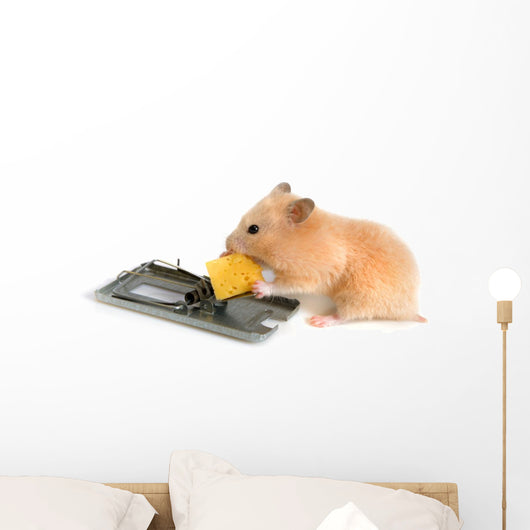 Free Cheese Is Only Wall Decal