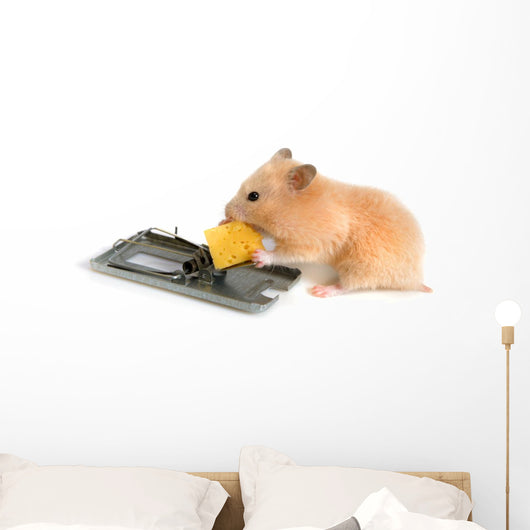 Free Cheese Is Only Wall Decal