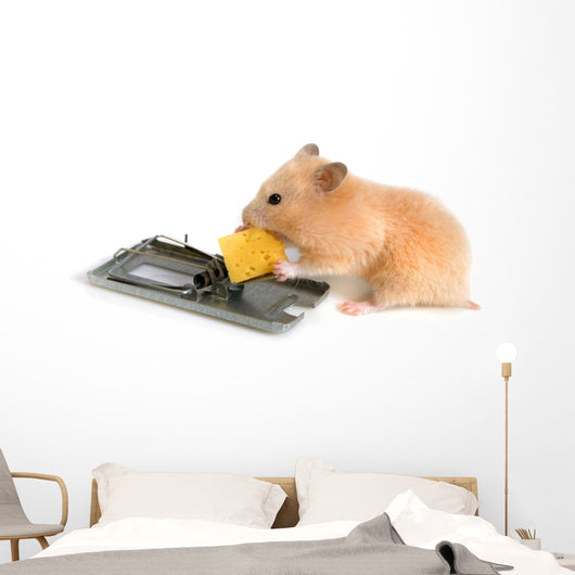 Free Cheese Is Only Wall Decal
