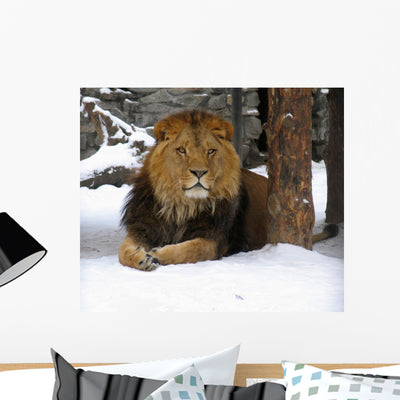 African Lion Wall Decal shown on a wall