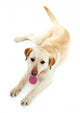 Cute Dog White Wall Decal Design 3