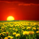 Sunrise Dandelion Field Wall Decal