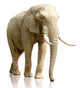 Rear Elephant White Wall Decal