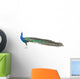 Beautiful Male Indian Peacock Wall Decal