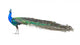 Beautiful Male Indian Peacock Wall Decal