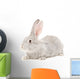 Portrait Gray Rabbit Wall Decal