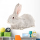 Portrait Gray Rabbit Wall Decal