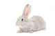 Portrait Gray Rabbit Wall Decal