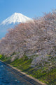 Mountain Fuji and Sakura Wall Decal