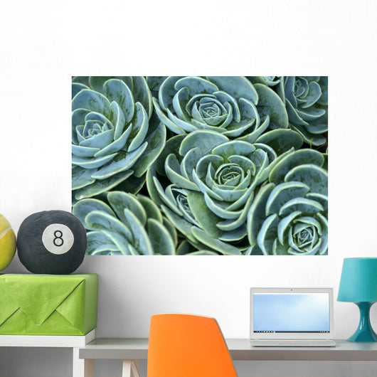 Succulent Plant Wall Decal
