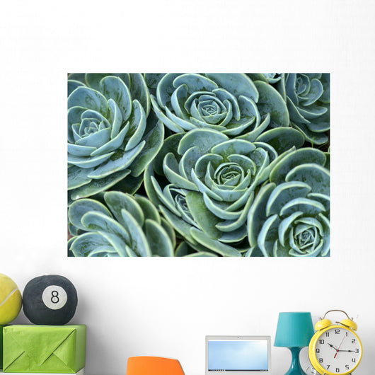 Succulent Plant Wall Decal