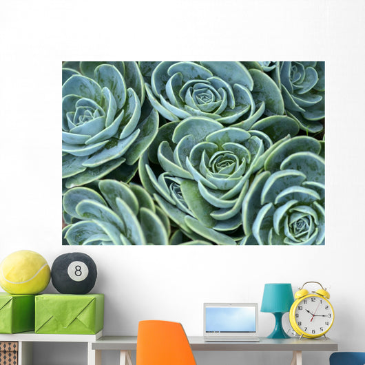 Succulent Plant Wall Decal