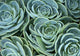 Succulent Plant Wall Decal