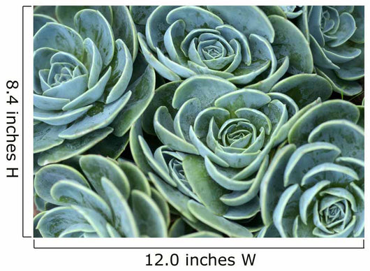 Succulent Plant Wall Decal