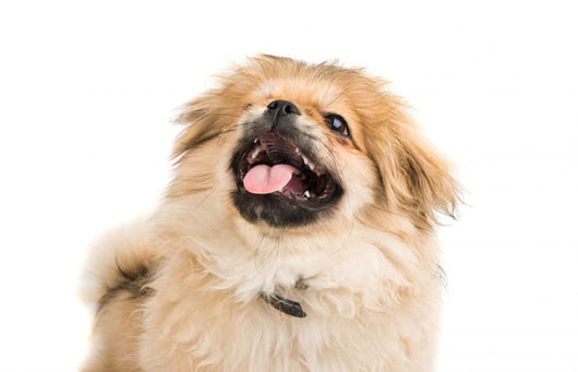Pekingese Portrait Wall Decal Design 3