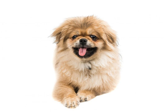 Pekingese Portrait Wall Decal Design 2