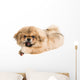 Pekingese Portrait Wall Decal Design 1