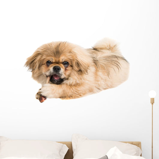 Pekingese Portrait Wall Decal Design 1