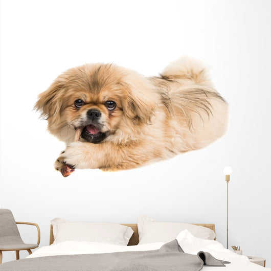 Pekingese Portrait Wall Decal Design 1
