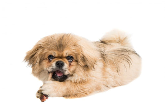 Pekingese Portrait Wall Decal Design 1