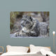 Portrait Adult Snow Leopard Wall Decal Design 2