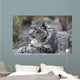 Portrait Adult Snow Leopard Wall Decal Design 2