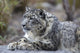 Portrait Adult Snow Leopard Wall Decal Design 2