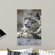Portrait Adult Snow Leopard Wall Decal Design 1