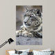 Portrait Adult Snow Leopard Wall Decal Design 1