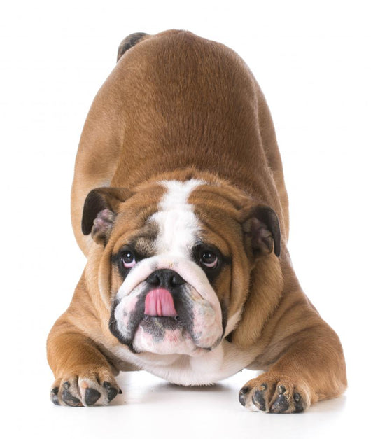 Dog Bowing Wall Decal