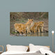 Five Young Lions Drink Wall Decal