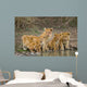 Five Young Lions Drink Wall Decal