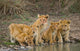 Five Young Lions Drink Wall Decal