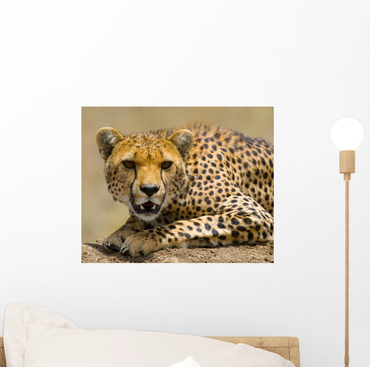 Portrait Cheetah Tanzania Serengeti Wall Decal