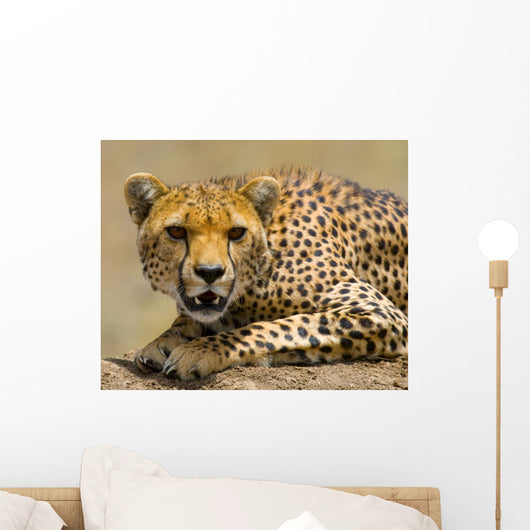 Portrait Cheetah Tanzania Serengeti Wall Decal