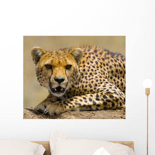 Portrait Cheetah Tanzania Serengeti Wall Decal