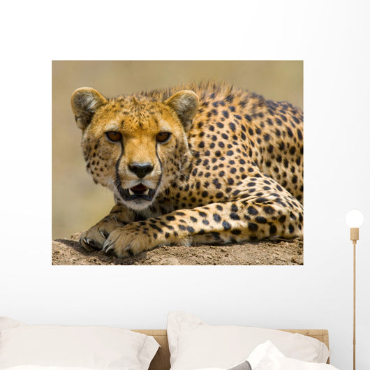 Portrait Cheetah Tanzania Serengeti Wall Decal