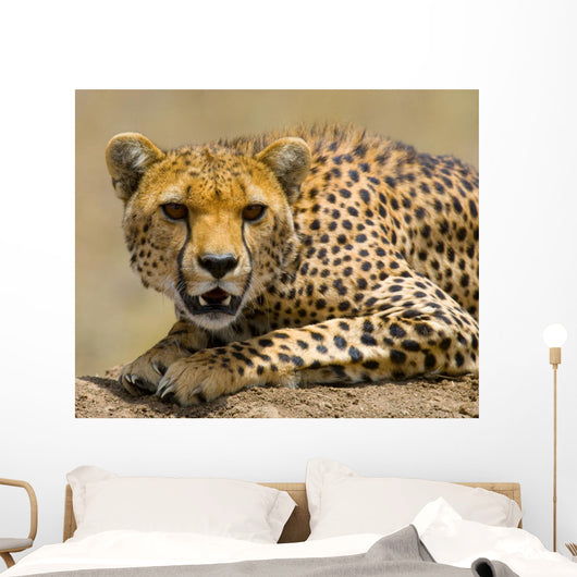Portrait Cheetah Tanzania Serengeti Wall Decal