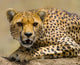 Portrait Cheetah Tanzania Serengeti Wall Decal