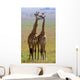 Two Giraffe Savannah Tanzania Wall Decal