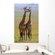 Two Giraffe Savannah Tanzania Wall Decal