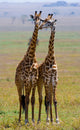 Two Giraffe Savannah Tanzania Wall Decal