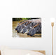 Zebras Drinking Water Tanzania Wall Decal