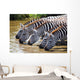 Zebras Drinking Water Tanzania Wall Decal