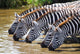 Zebras Drinking Water Tanzania Wall Decal