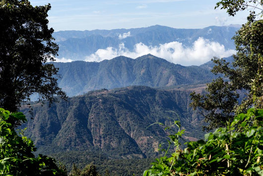 Guatemalan Mountaintops Jungle Wall Decal