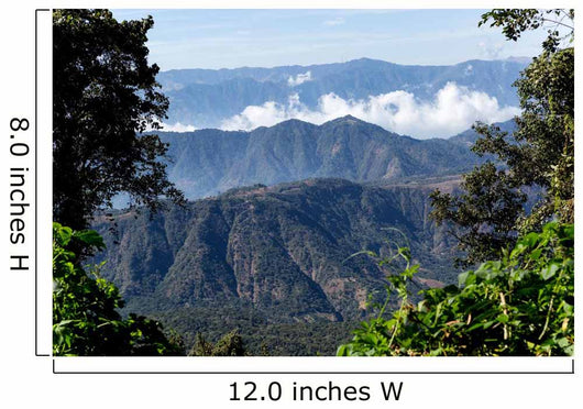 Guatemalan Mountaintops Jungle Wall Decal