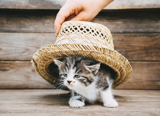 Kitten under Hat Wall Decal