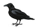 Raven Vector Wall Decal