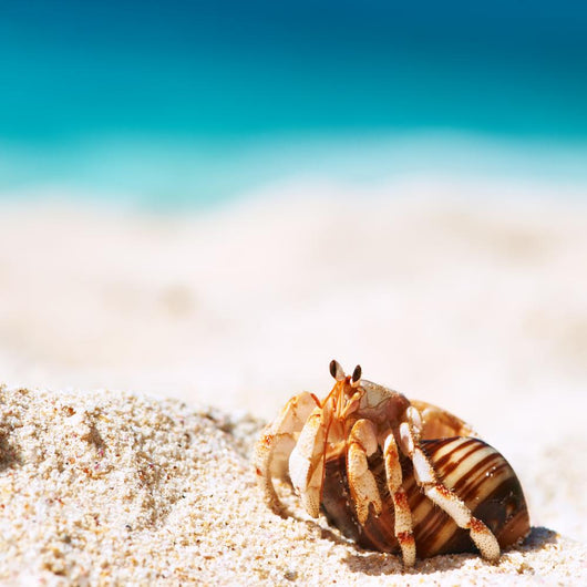 Hermit Crab Beach Wall Decal
